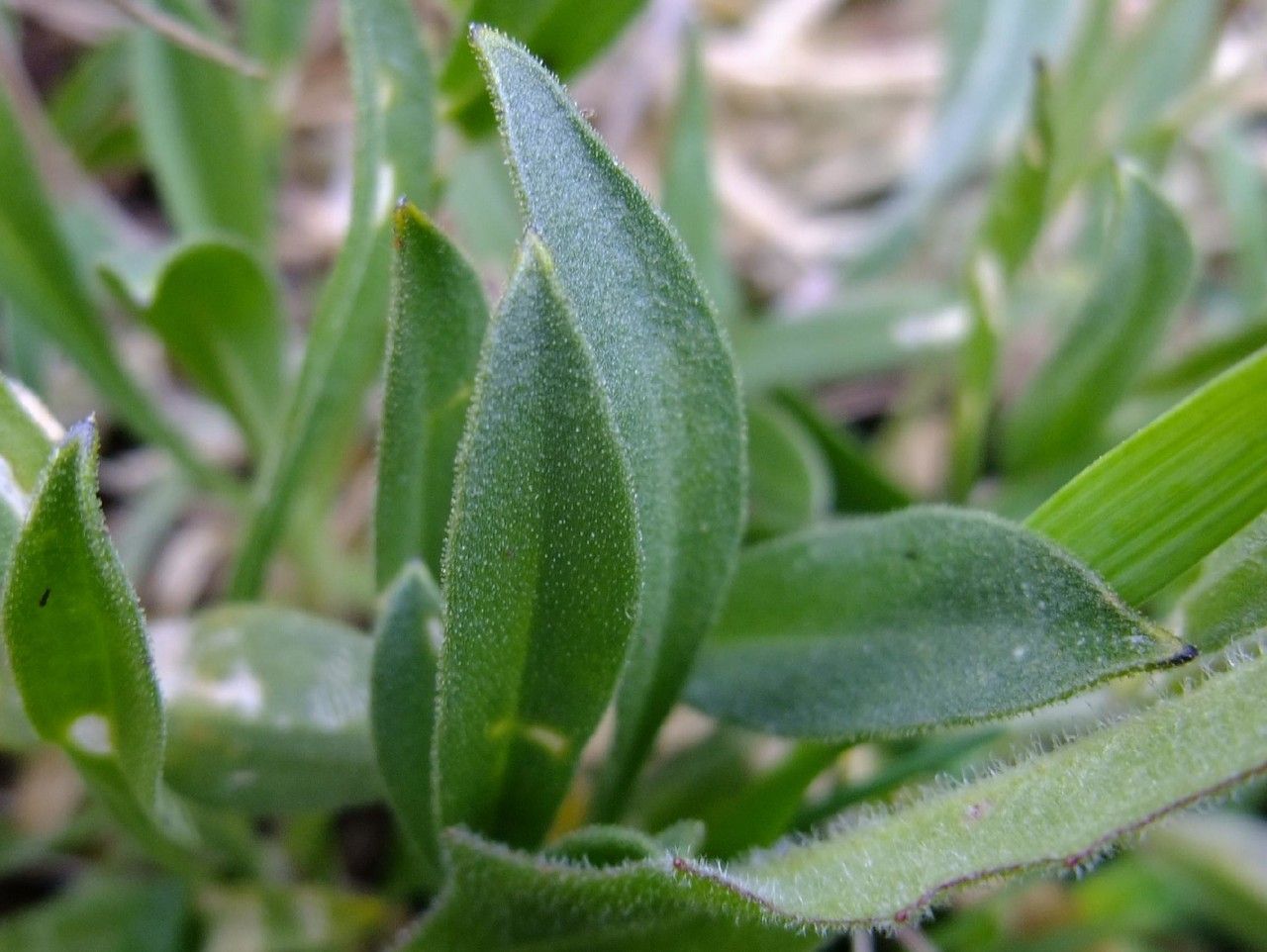 Silene vallesia — houseplant care guide