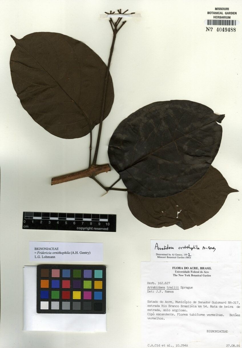 Fridericia ornithophila other