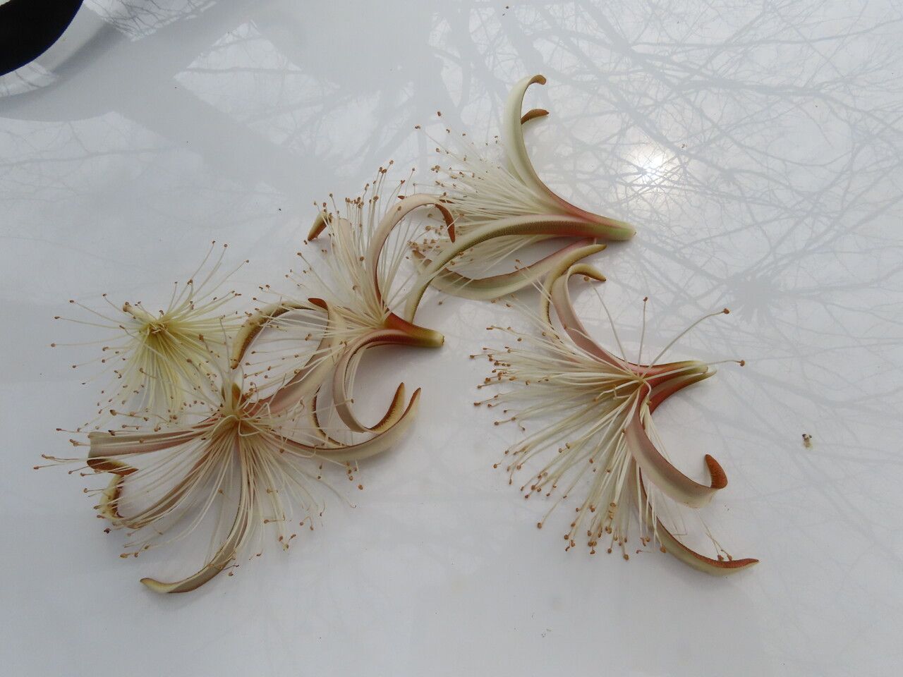 Pachira quinata flower