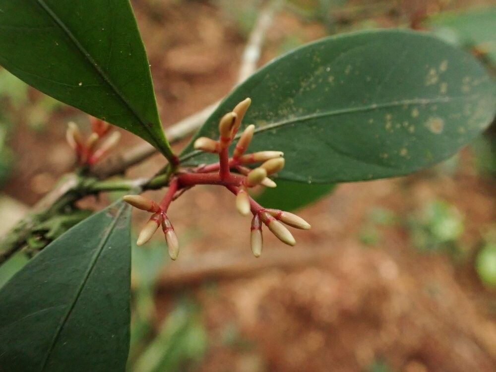 Ixora macilenta — search result for 'Ixora'