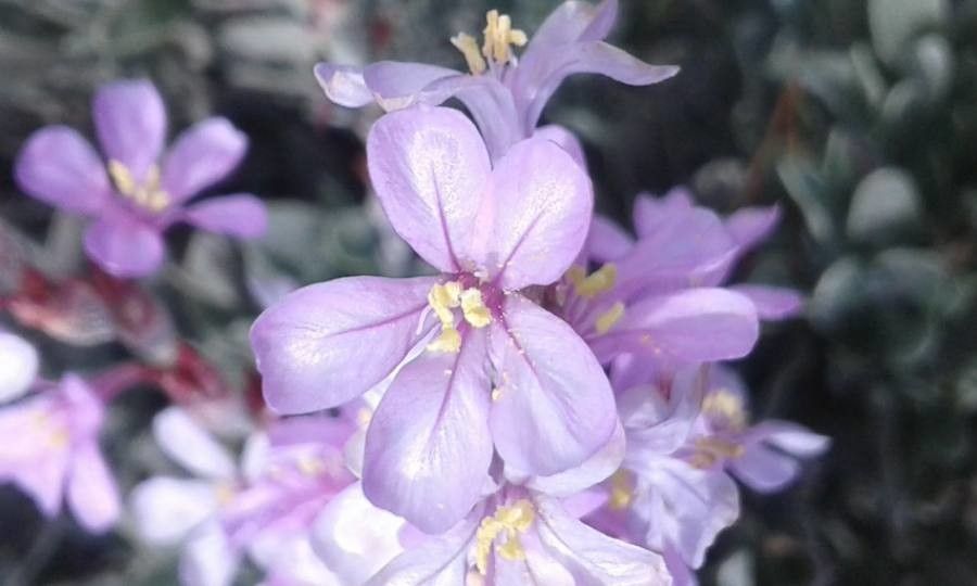 Limoniastrum monopetalum flower