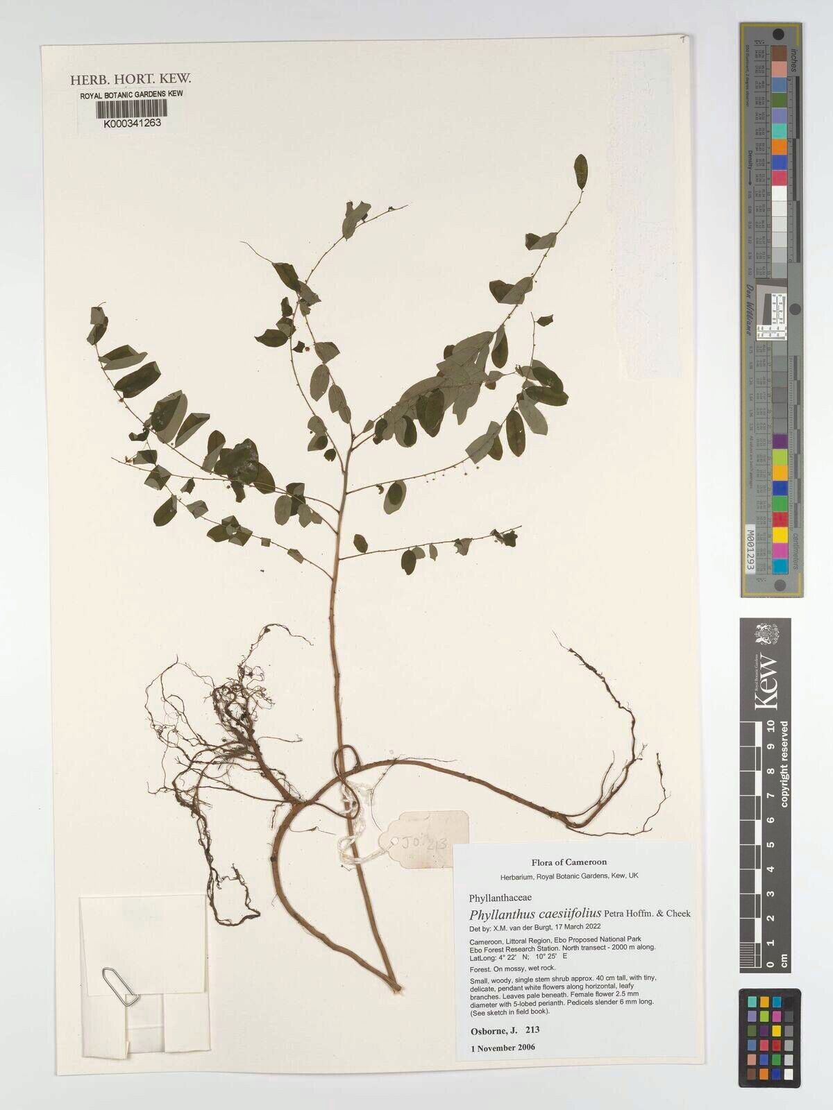 Phyllanthus caesiifolius — houseplant care guide