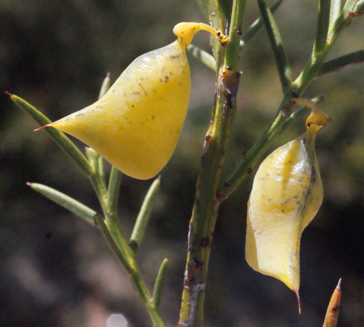 Daviesia epiphyllum — houseplant care guide