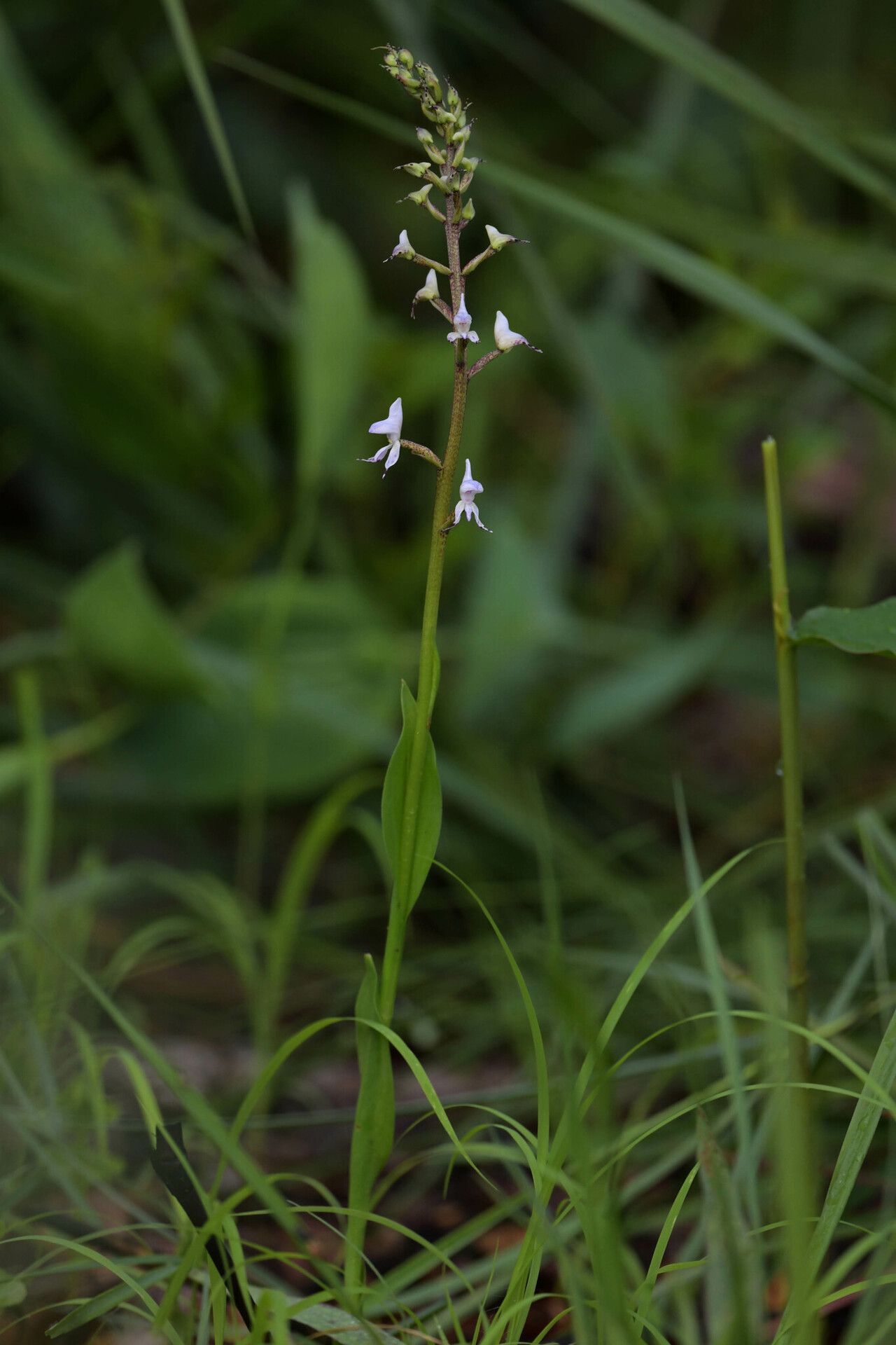 Disa dichroa habit