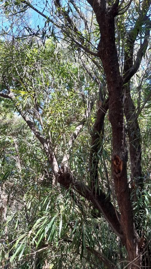 Pouteria salicifolia other