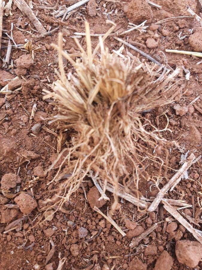 Microchloa kunthii bark