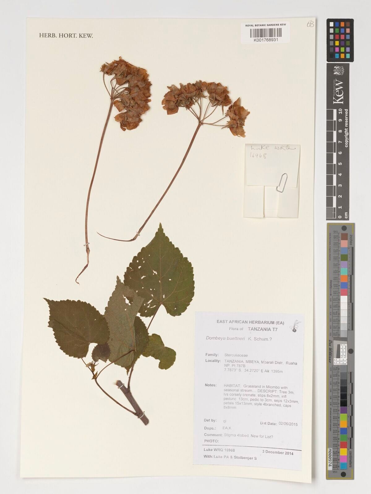 Dombeya buettneri — search result for 'Dombeya'