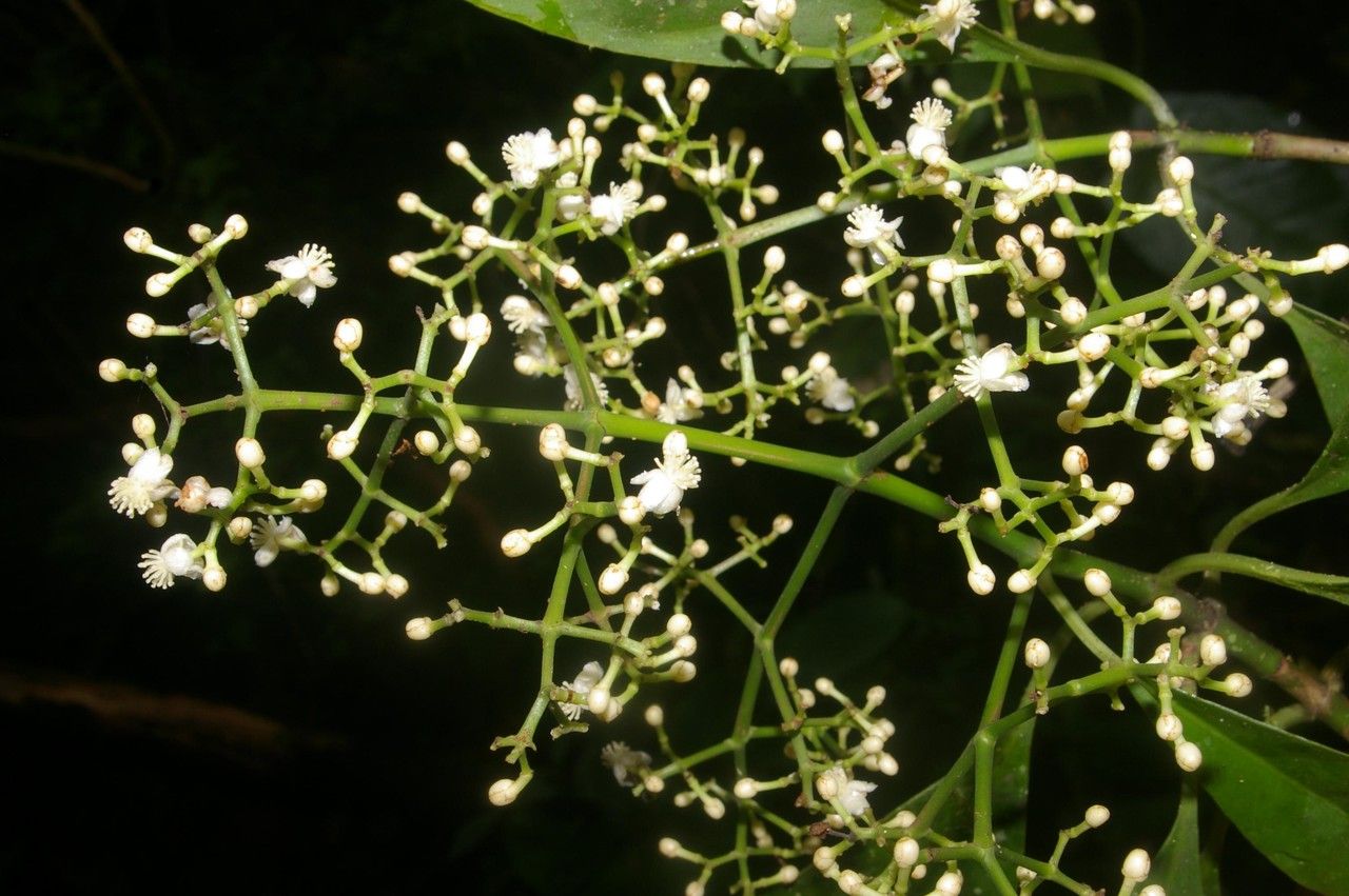 Xylosma hispidula other