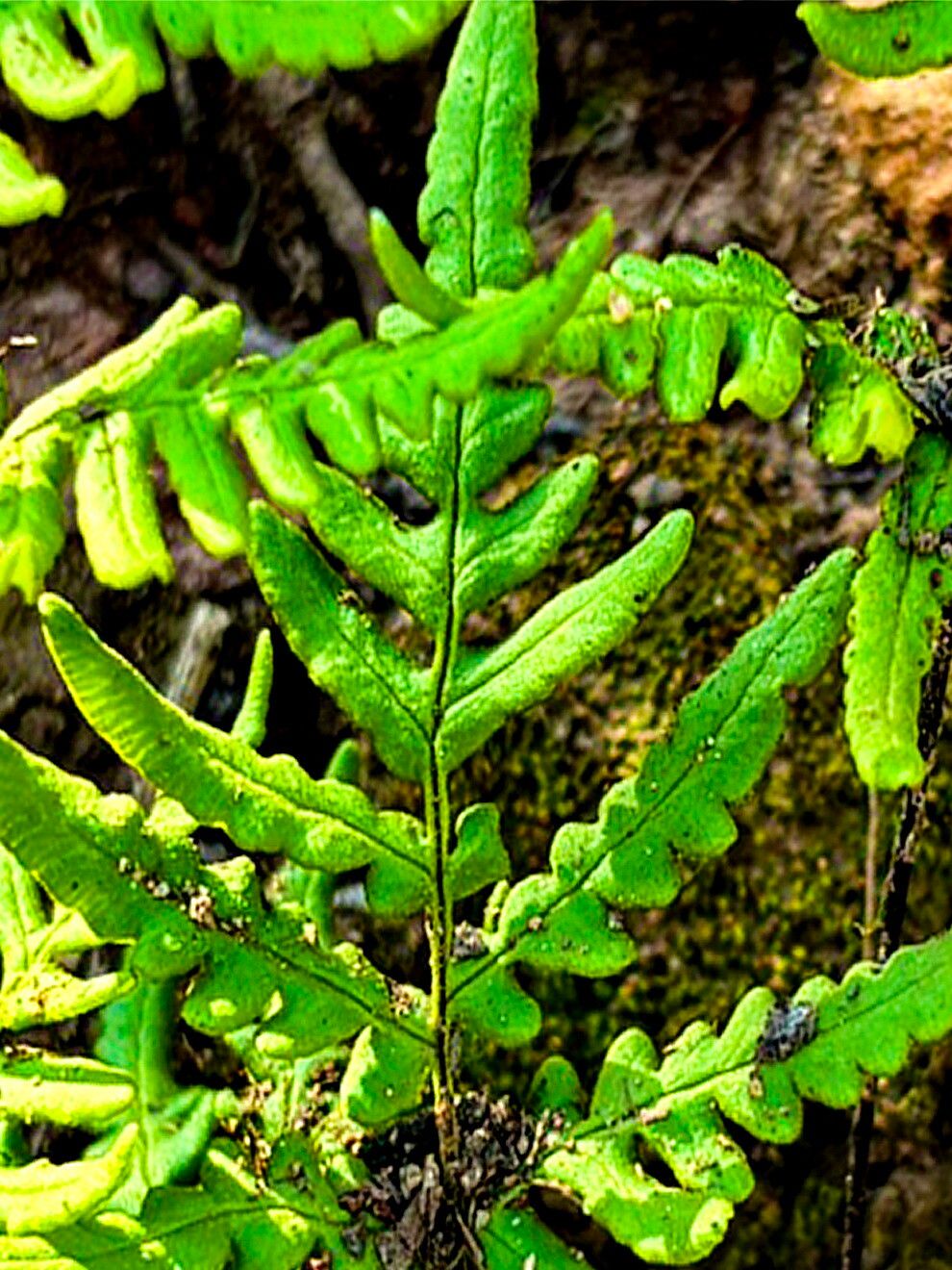 Hemionitis viscosa — houseplant care guide