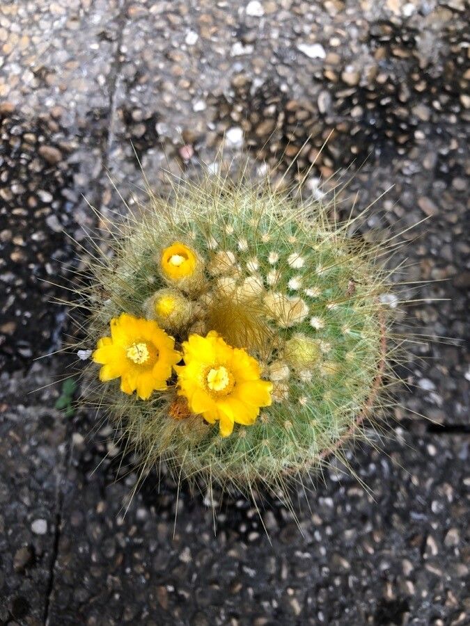 Parodia chrysacanthion bark