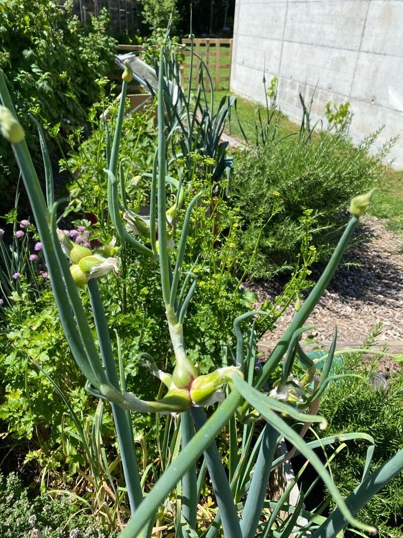 Allium × proliferum other