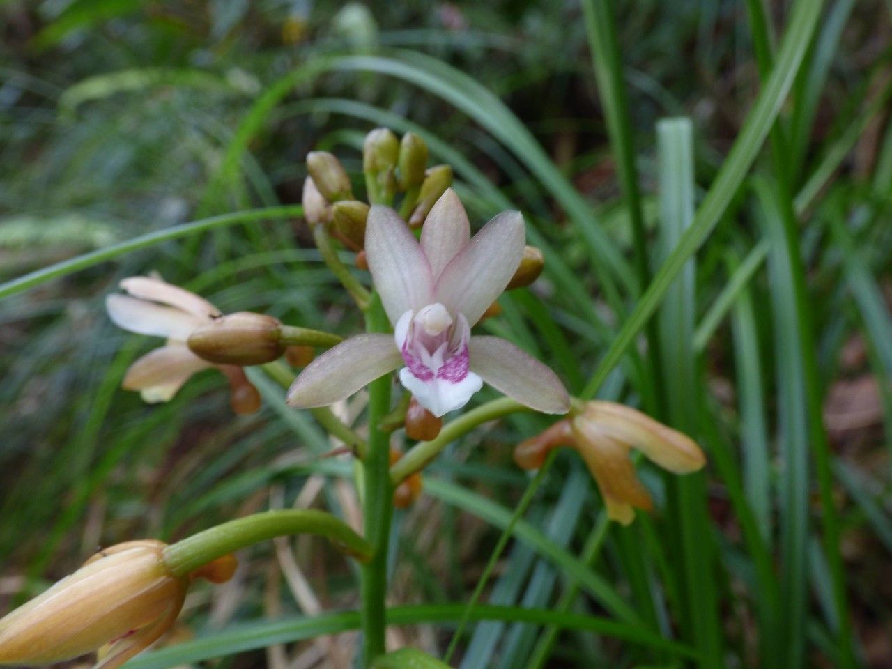 Oeceoclades monophylla flower