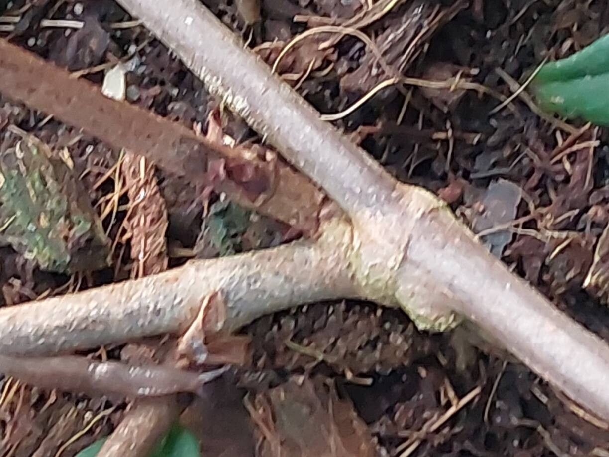 Begonia komoensis bark
