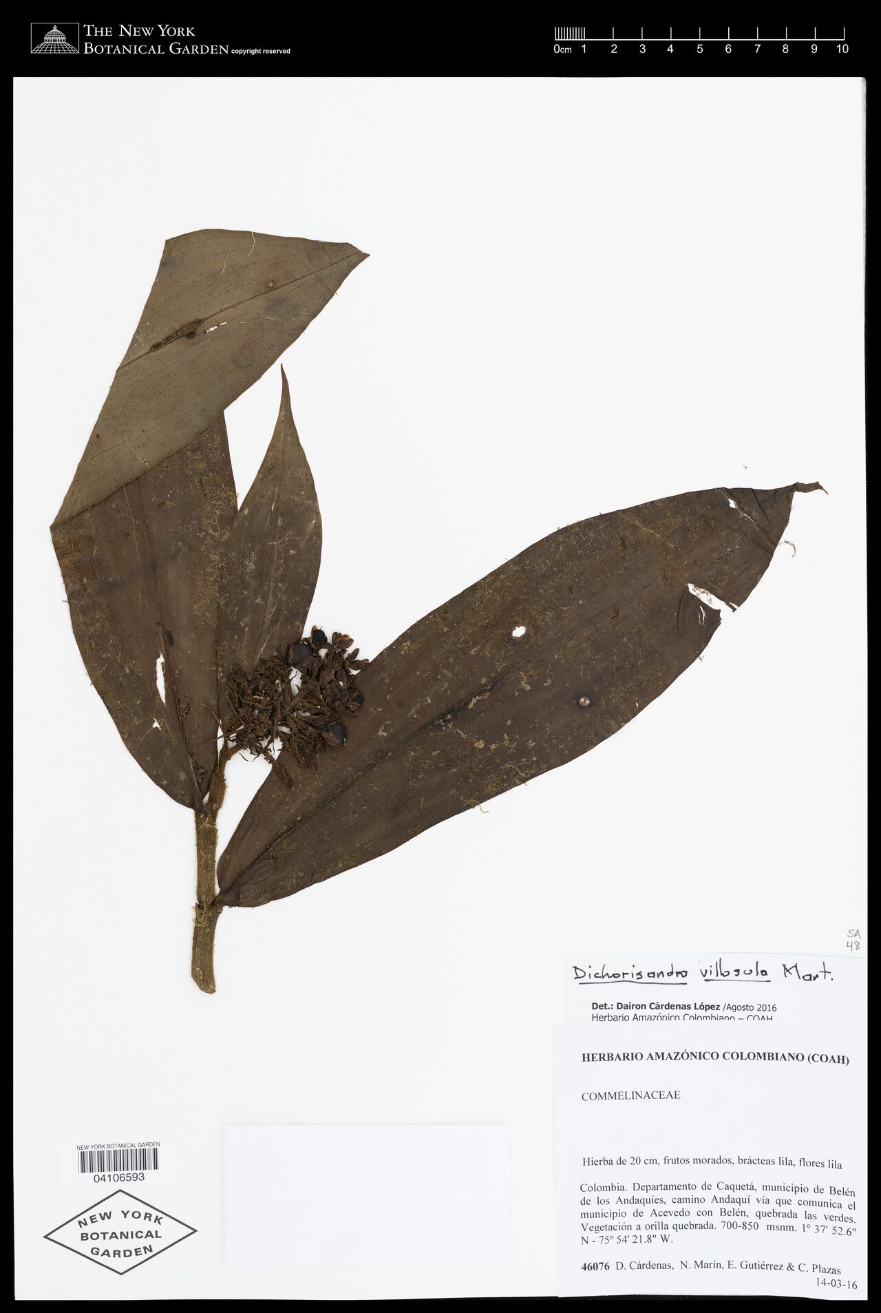 Dichorisandra villosula fruit