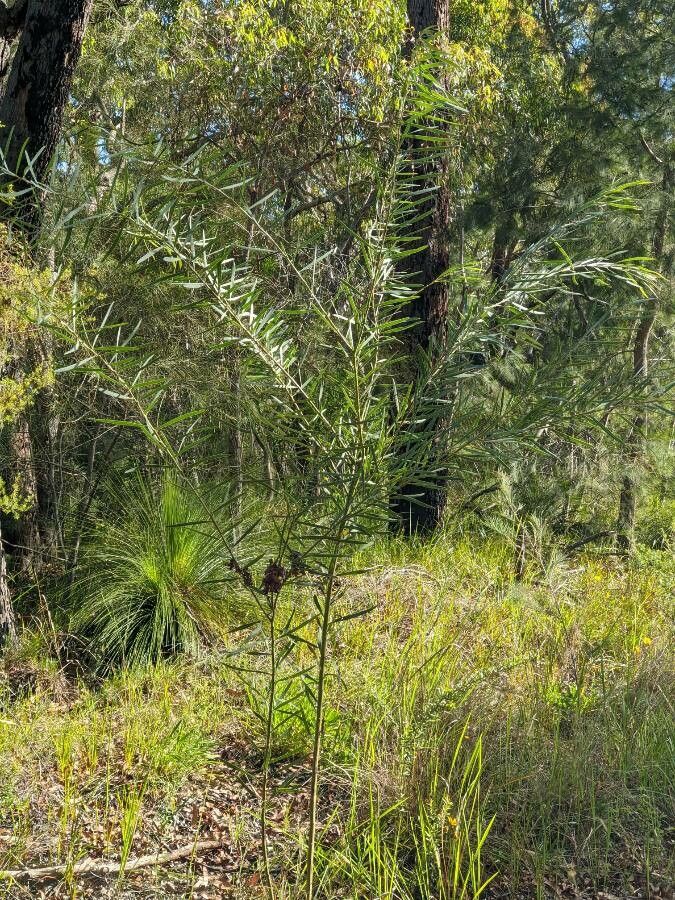 Acacia suaveolens habit