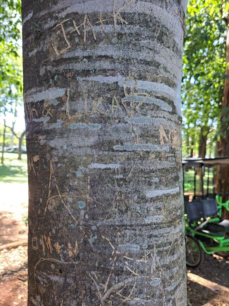 Cariniana ianeirensis bark