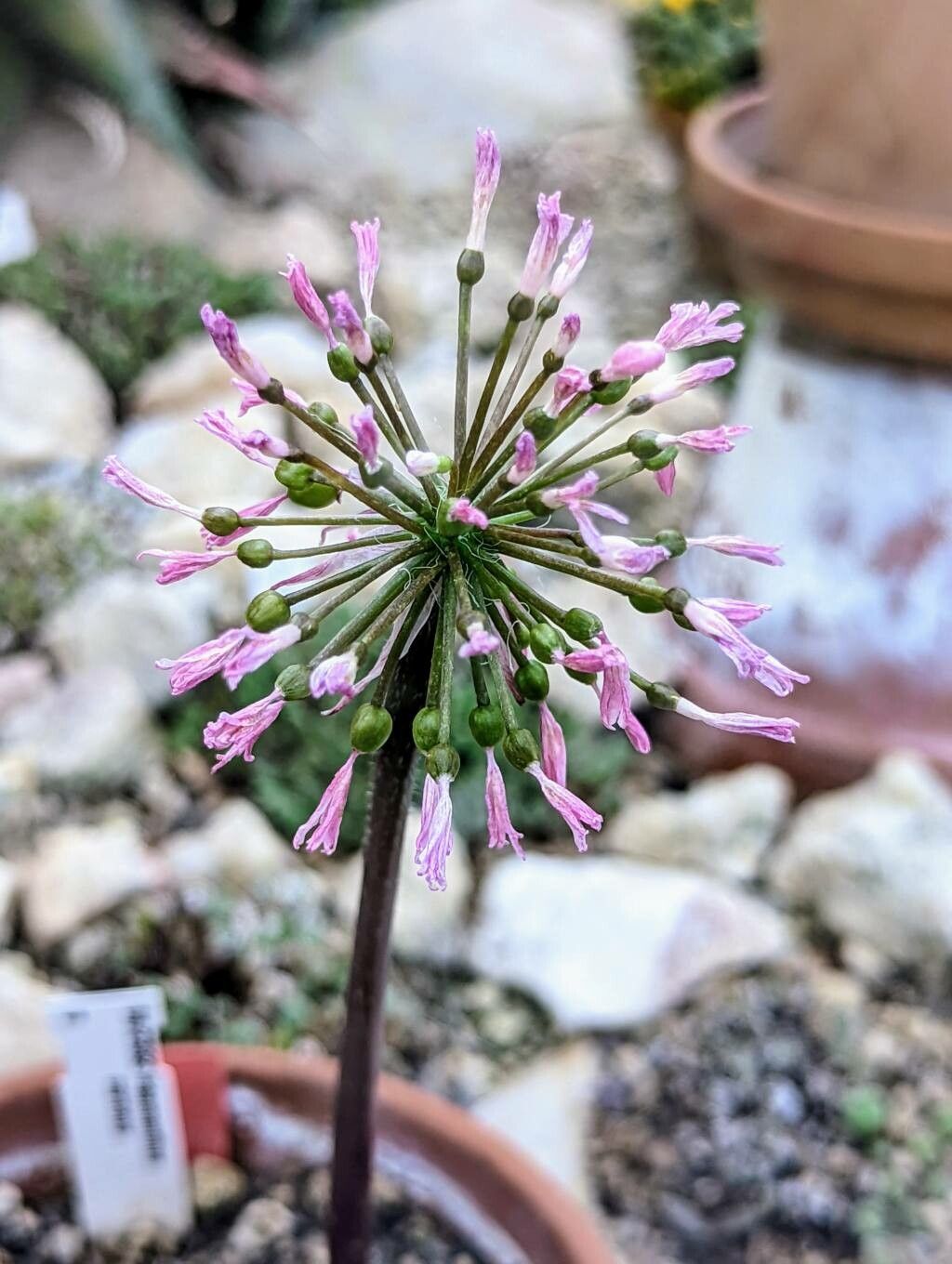 Haemanthus carneus flower