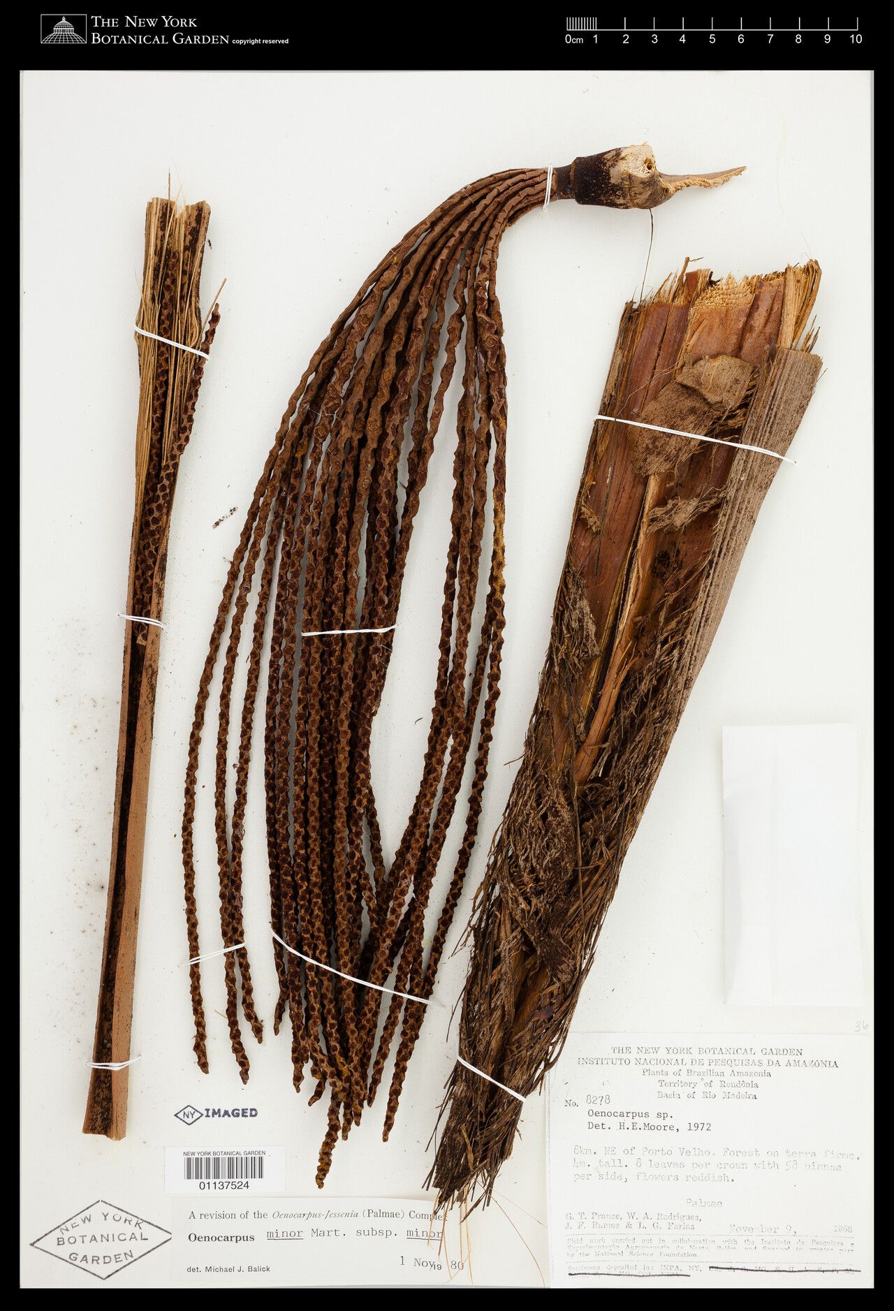 Oenocarpus minor fruit