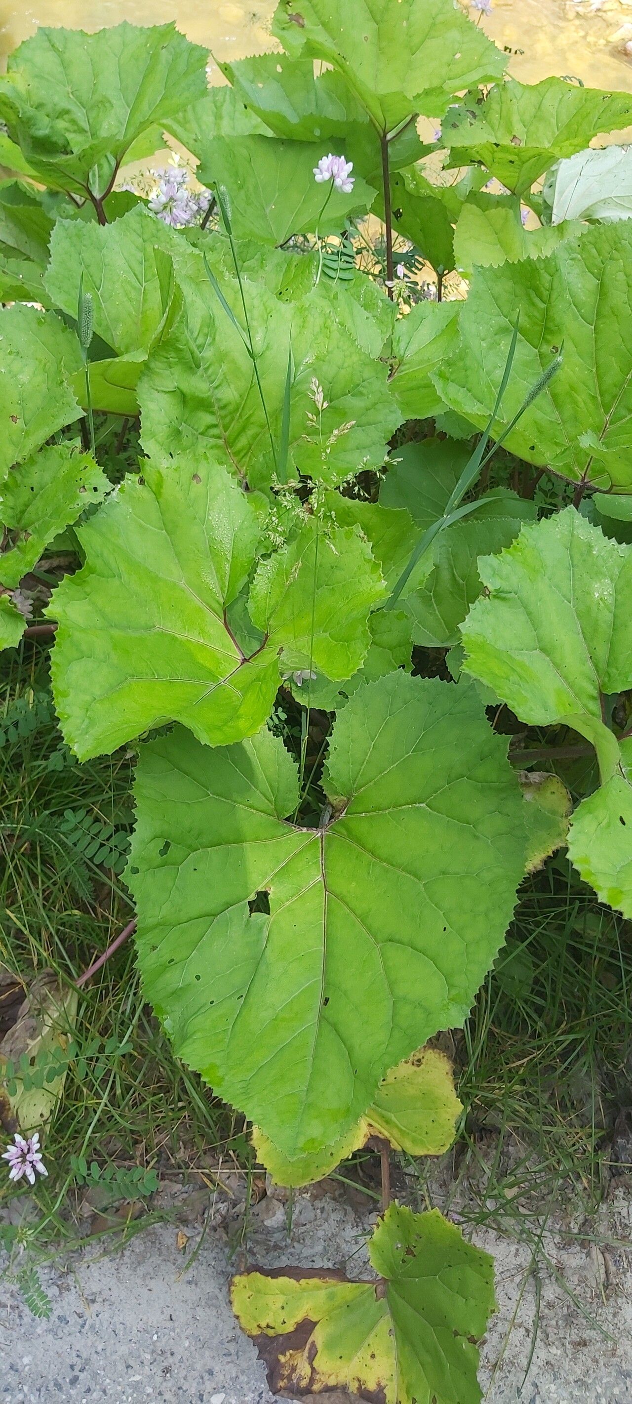 Petasites kablikianus — houseplant care guide