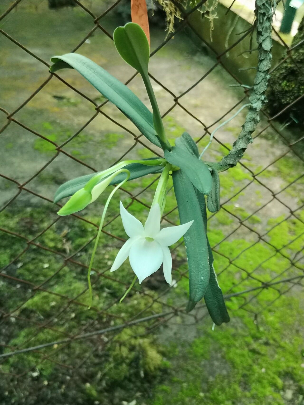 Angraecum compactum habit