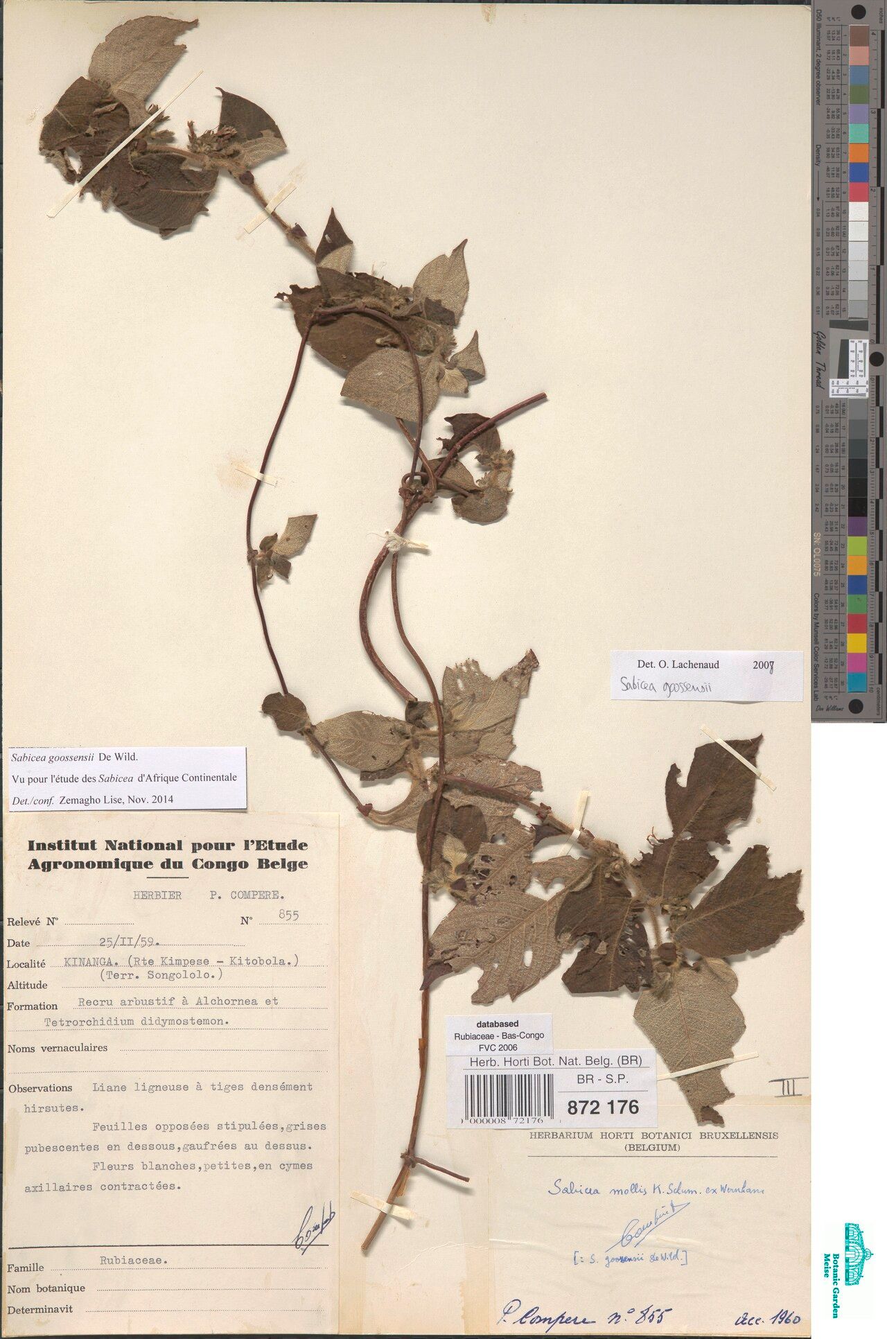 Sabicea goossensii — houseplant care guide