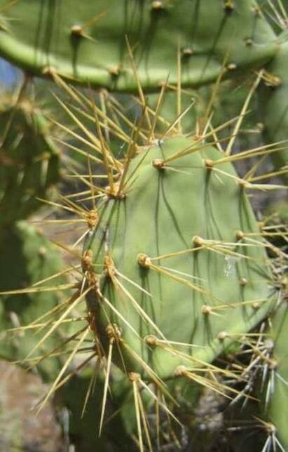 Opuntia caracassana — houseplant care guide