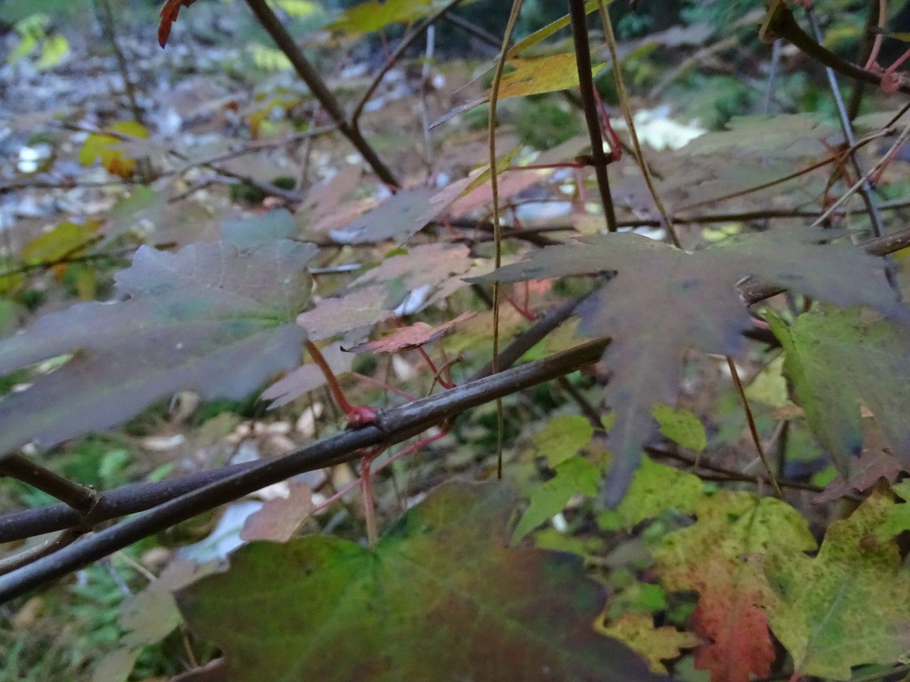 Viburnum kansuense bark