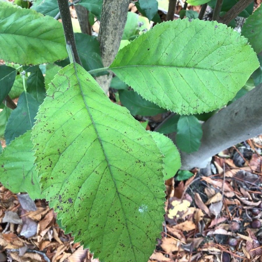 Cordia cylindrostachya — search result for 'Cordia'