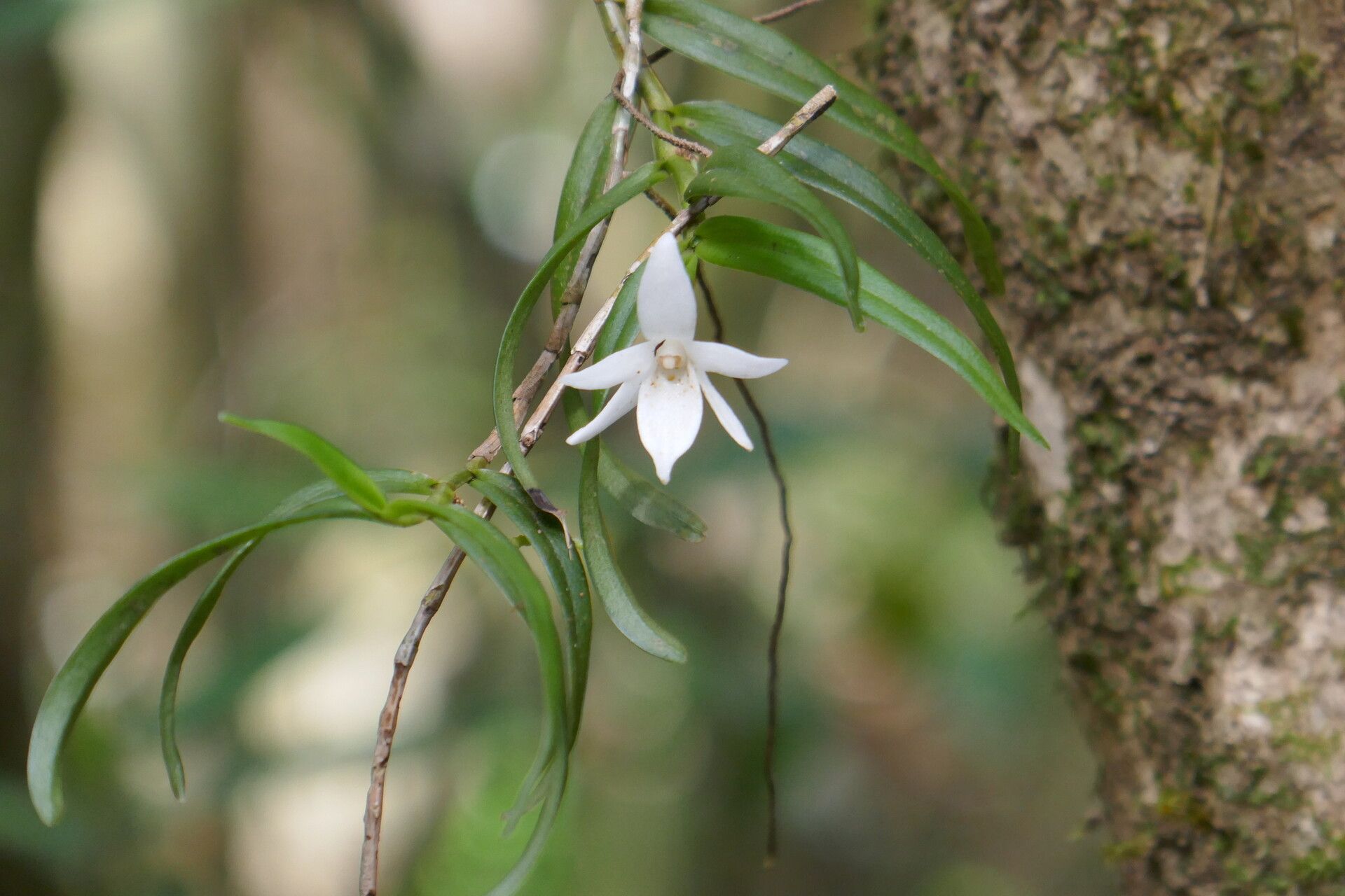 Angraecum implicatum flower