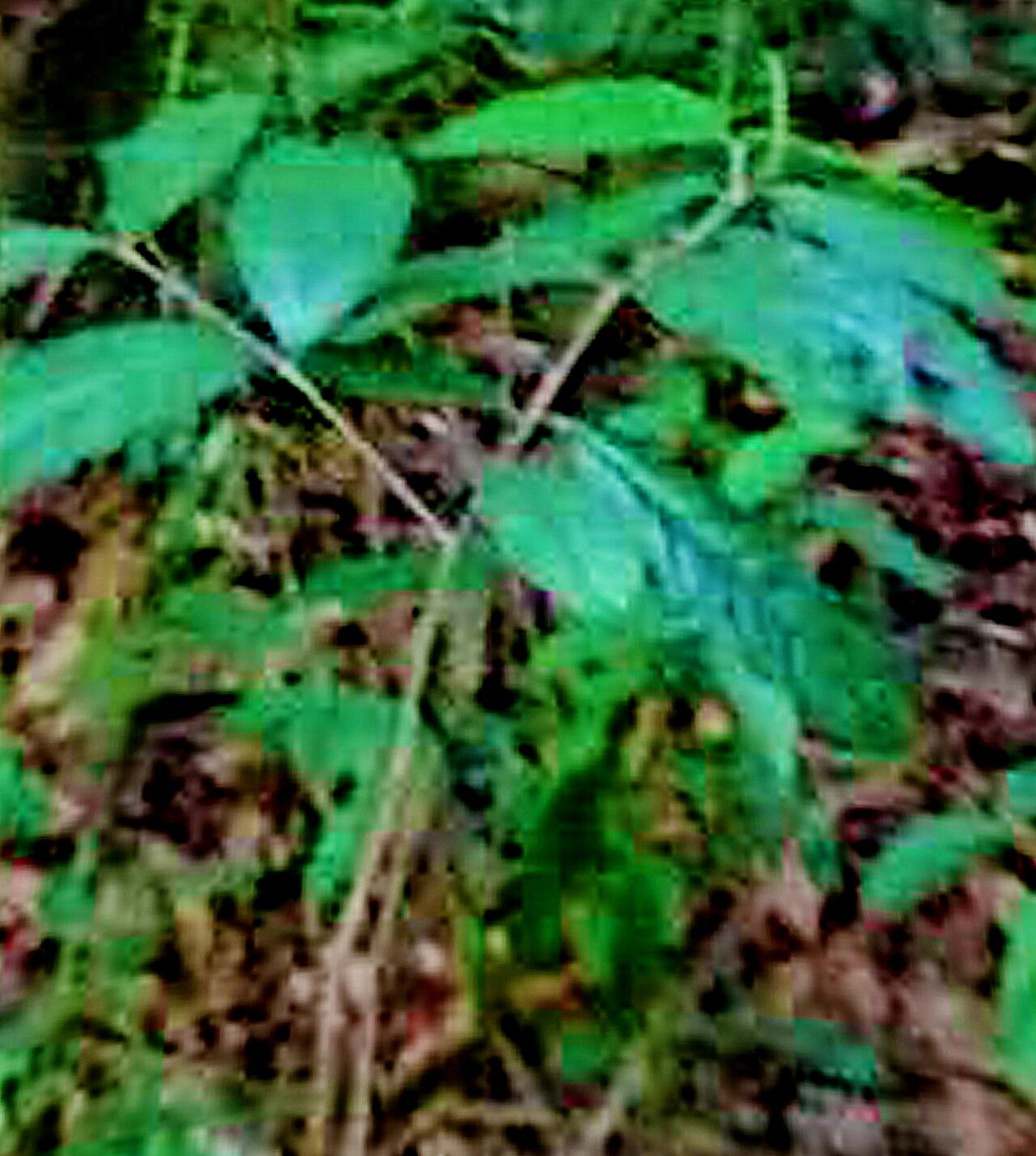 Amphitecna isthmica — related species from the same genus