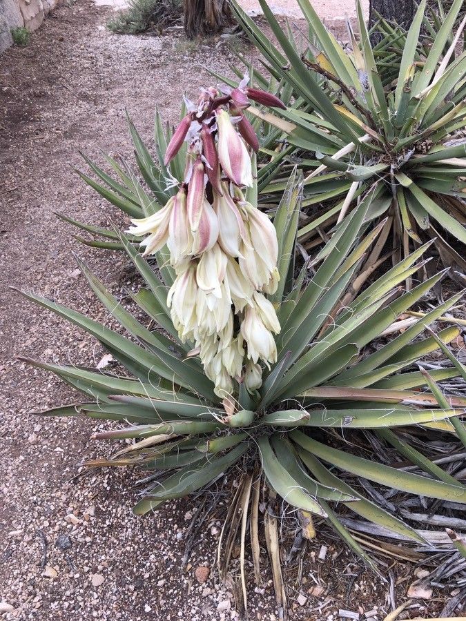 Yucca baccata flower
