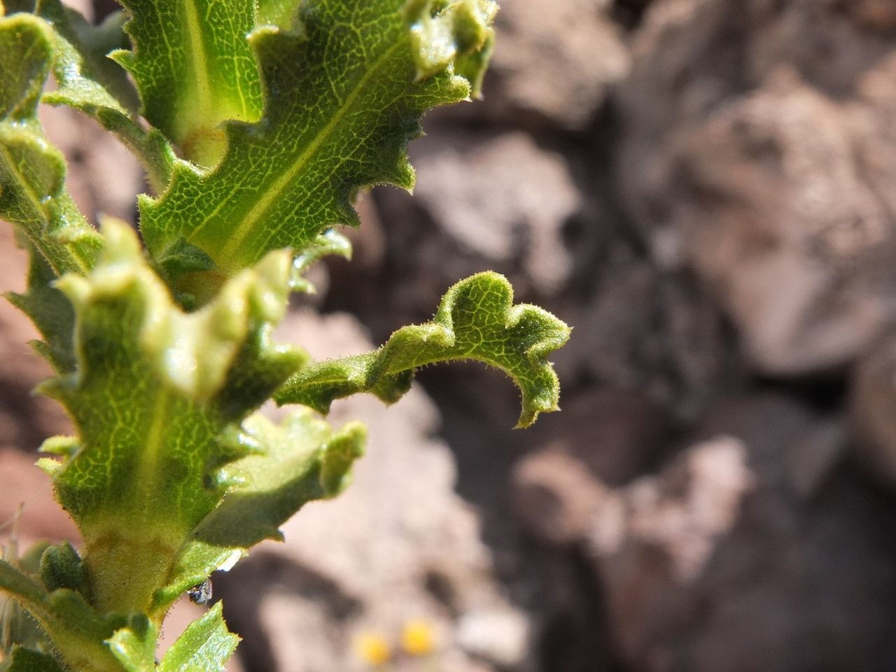 Haplopappus rigidus — houseplant care guide