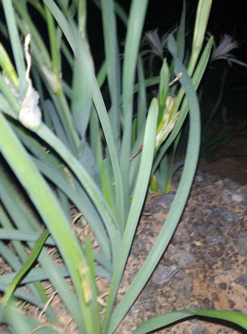 Pancratium trianthum leaf