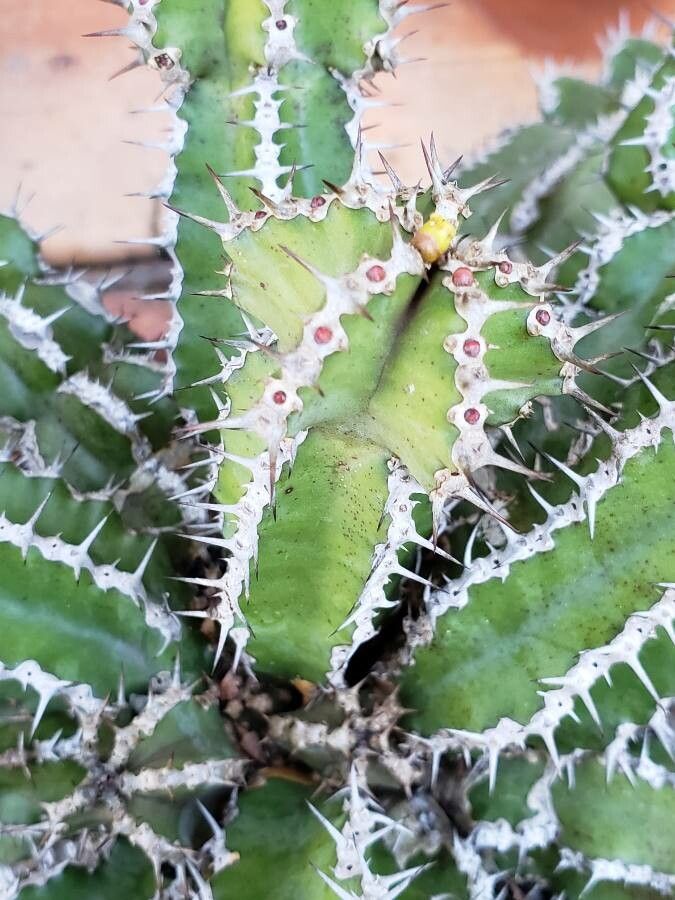 Euphorbia restricta — houseplant care guide