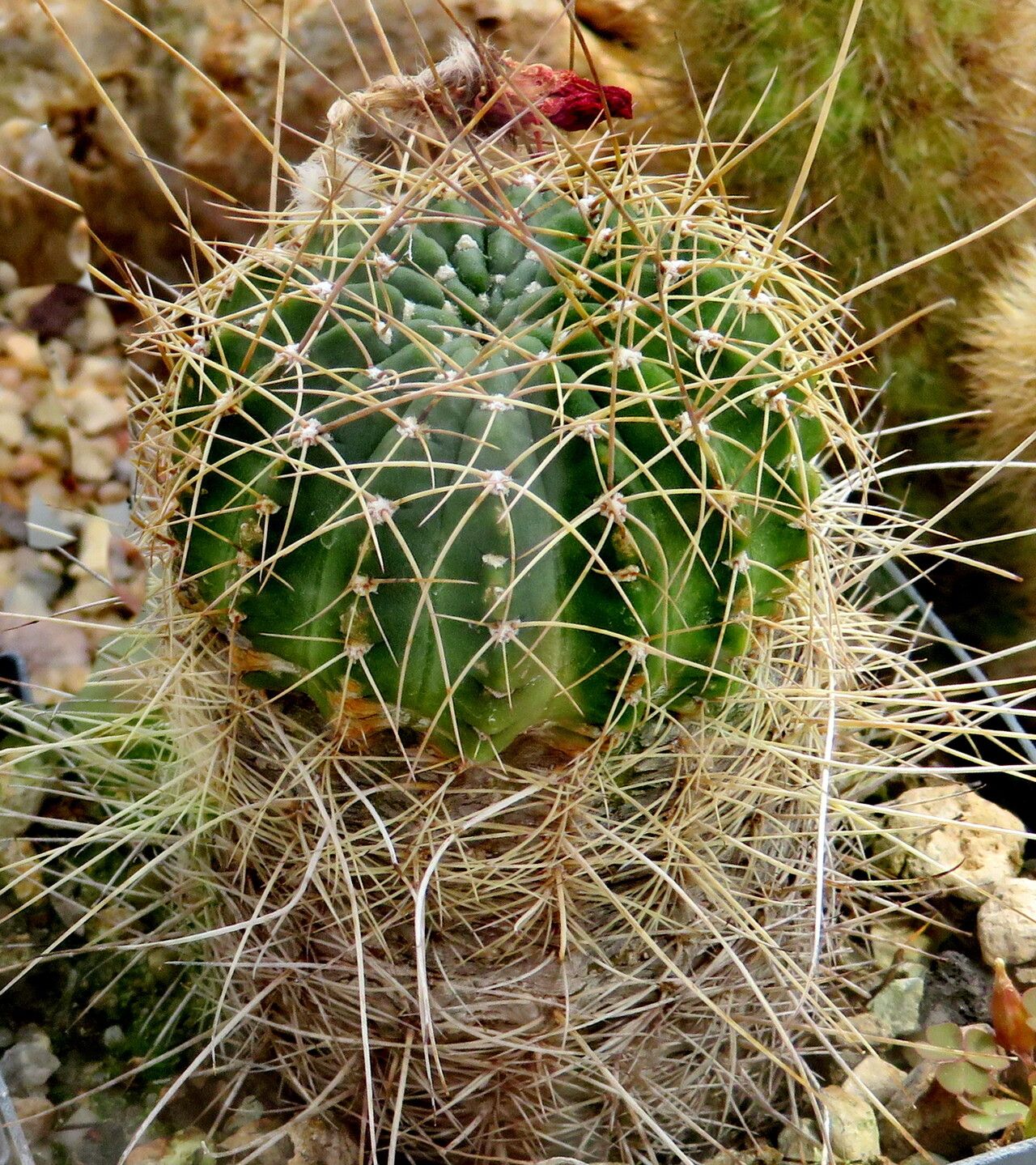Lobivia hertrichiana habit
