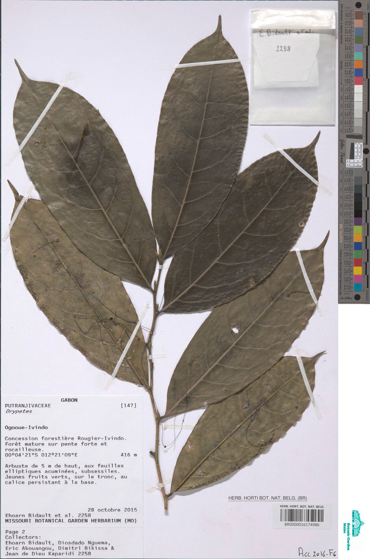 Drypetes stipularis — houseplant care guide