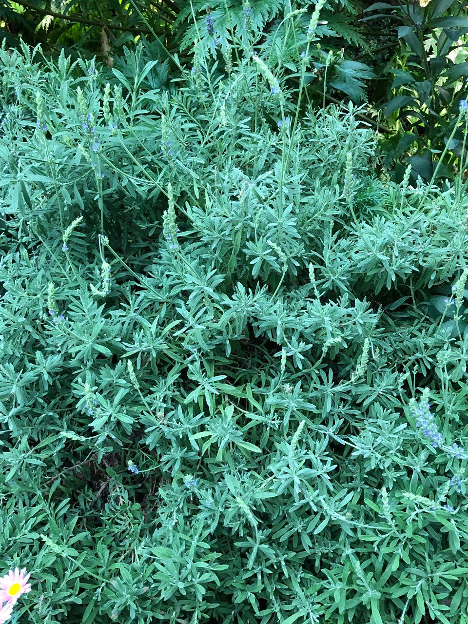 Lavandula spp. leaf