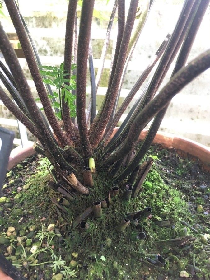 Asplenium bulbiferum habit