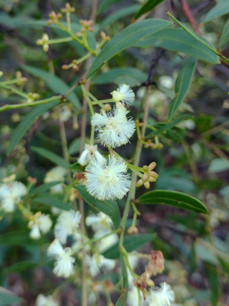 Acacia myrtifolia flower