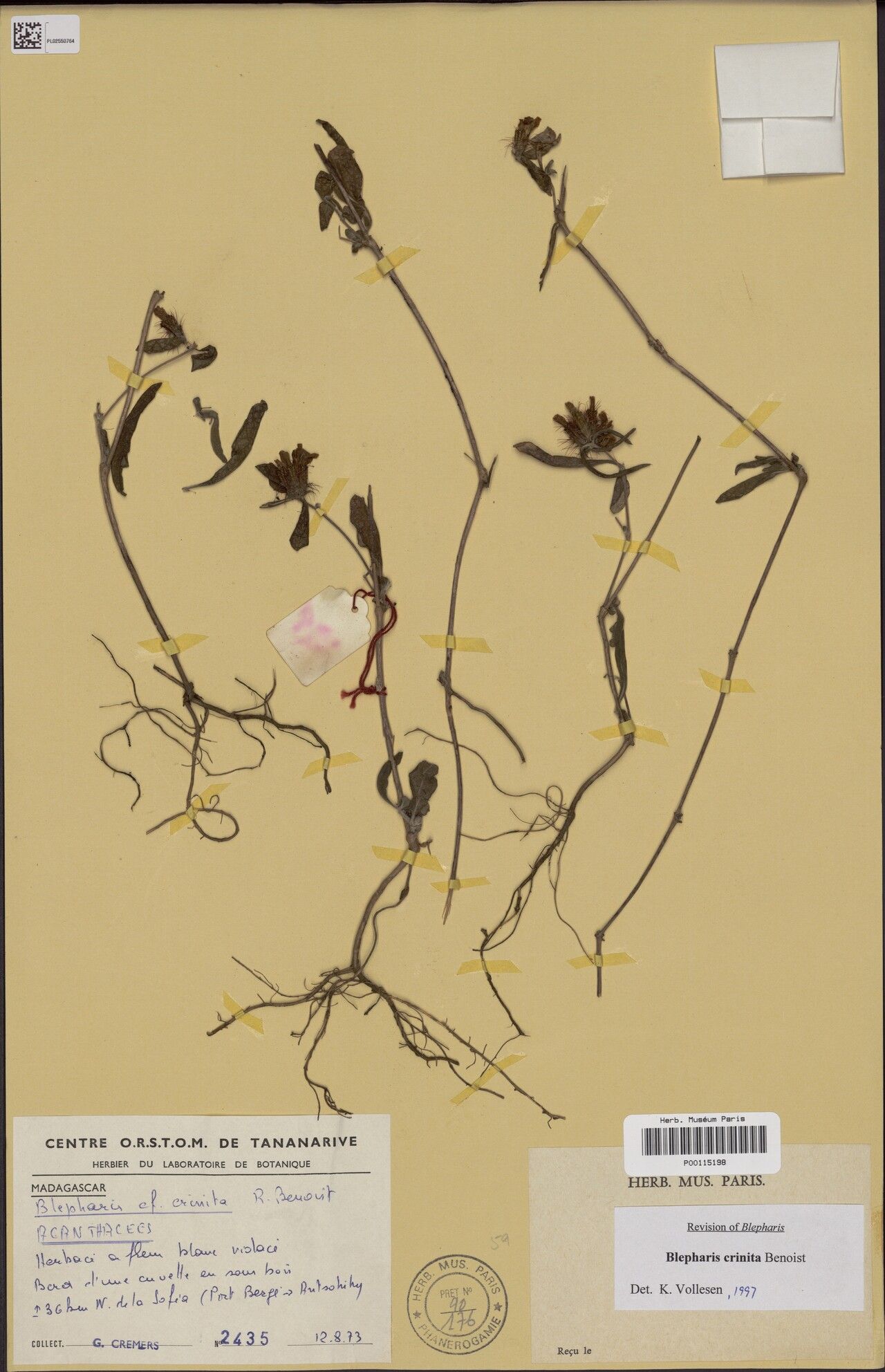 Blepharis crinita — houseplant care guide