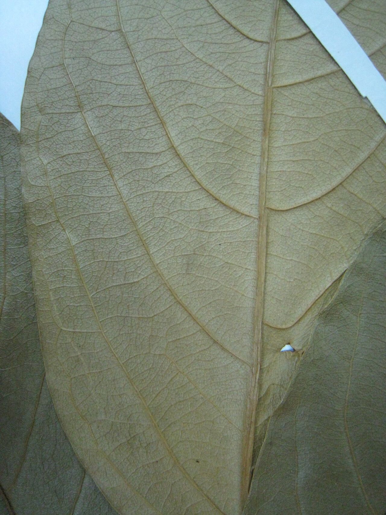 Sterculia frondosa other
