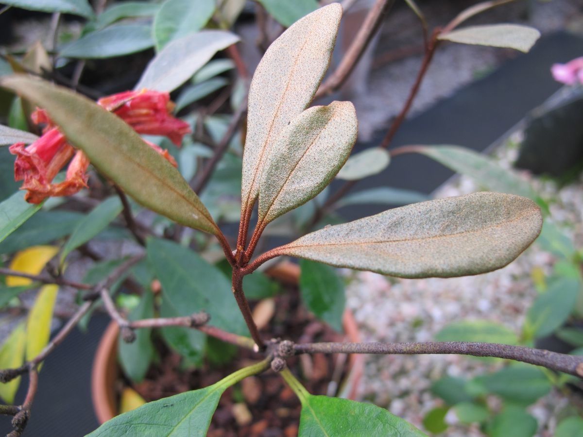 Rhododendron apoanum leaf