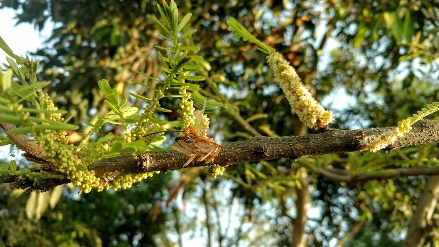 Phyllanthus emblica fruit