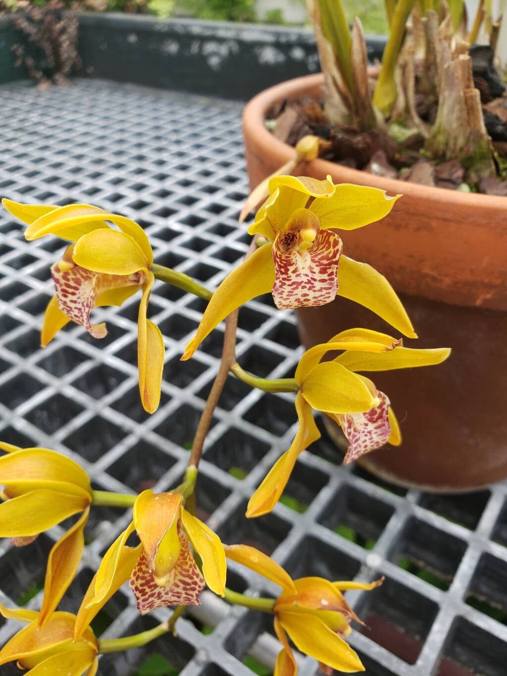 Cymbidium tigrinum flower