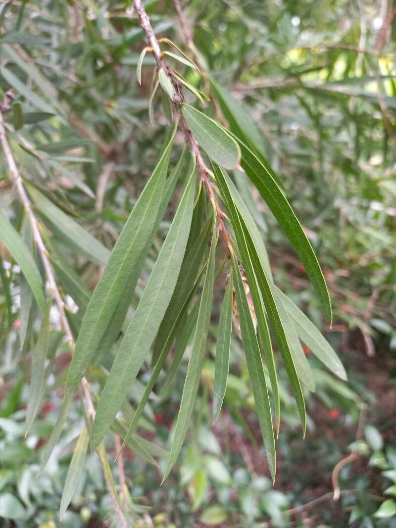 Melaleuca linearis — search result for 'Melaleuca'