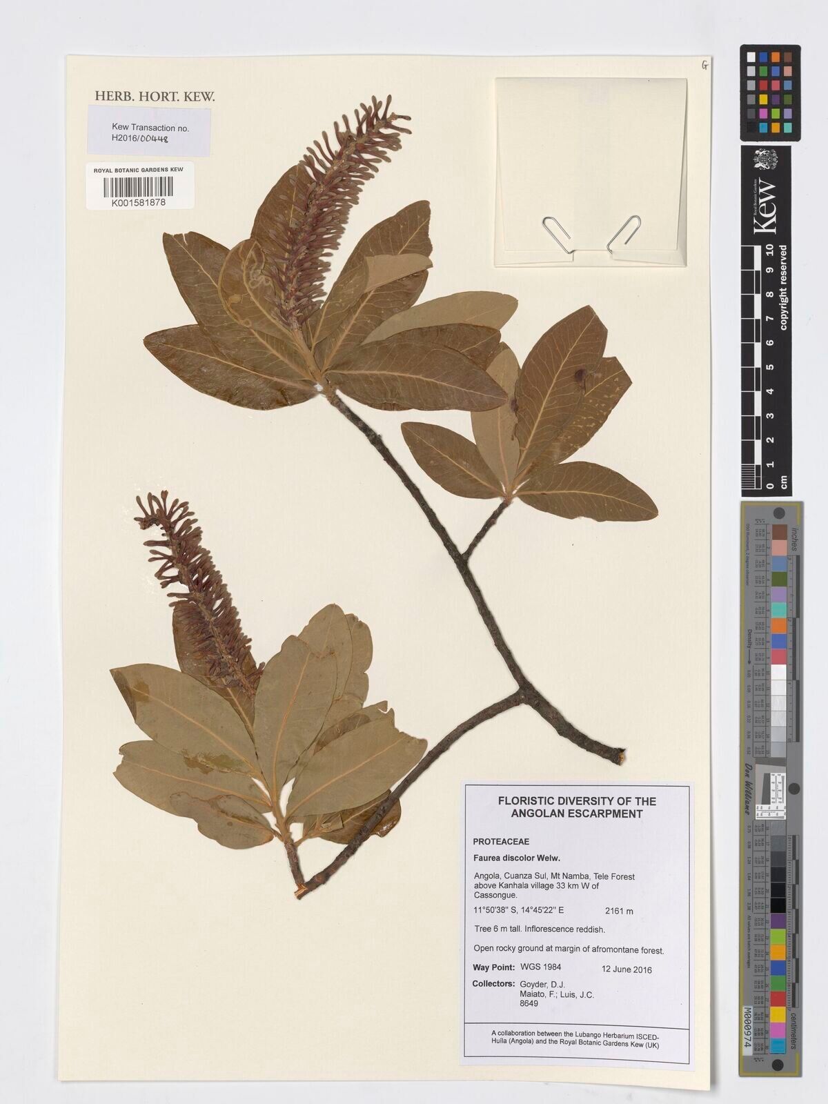 Faurea discolor — related species from the same genus