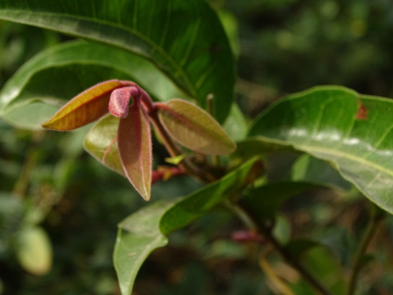 Combretum paniculatum — search result for 'Combretum'