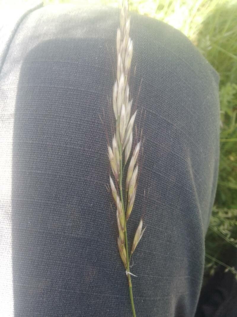 Avenula pubescens flower