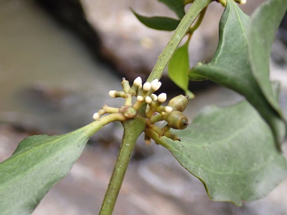 Viscum congolense — houseplant care guide