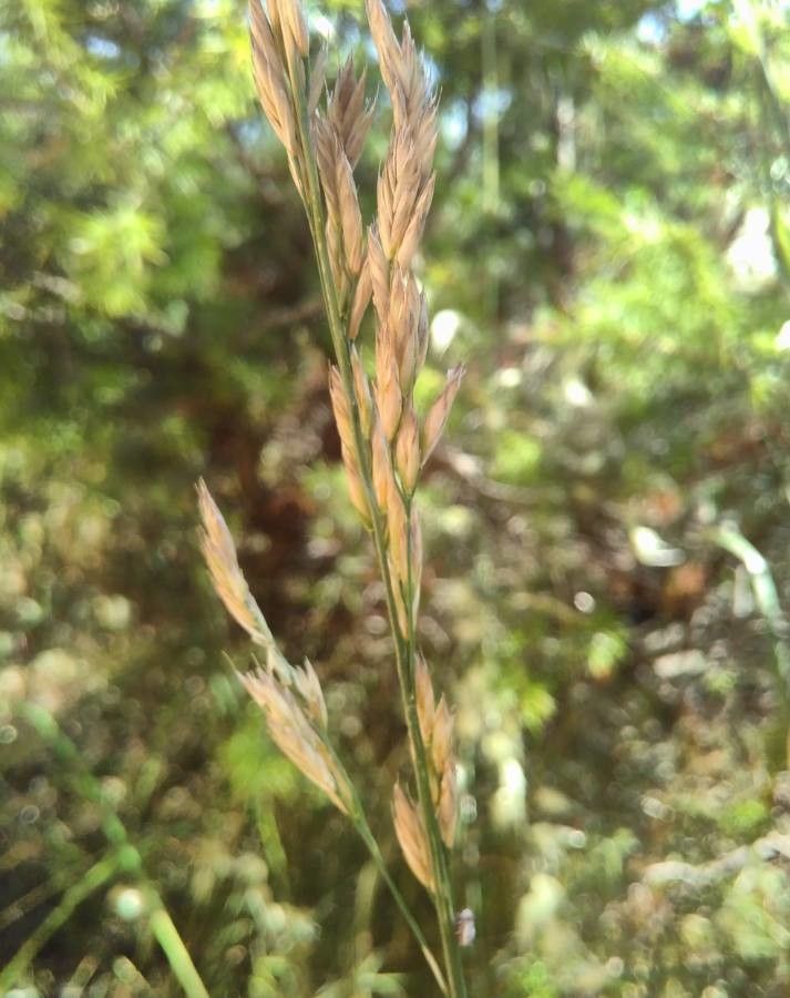 Schedonorus arundinaceus fruit